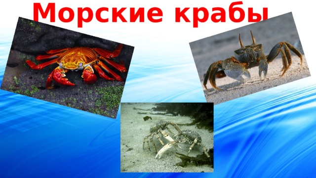 Морские крабы 