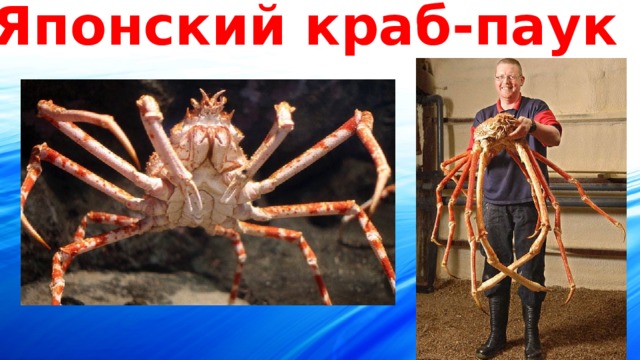 Японский краб-паук  