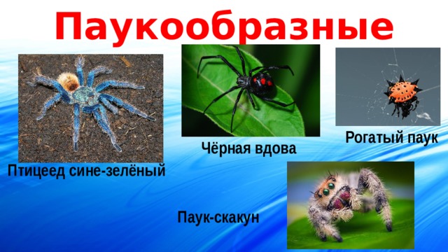 Паукообразные Рогатый паук Чёрная вдова Птицеед сине-зелёный Паук-скакун 
