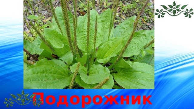 Подорожник 