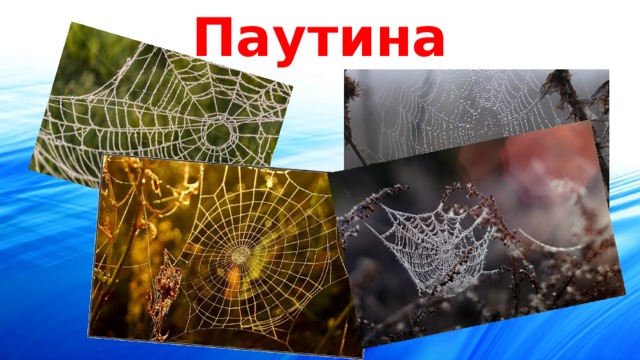 Паутина 