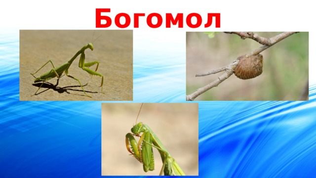 Богомол 