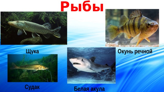 Рыбы Щука Окунь речной Судак Белая акула 