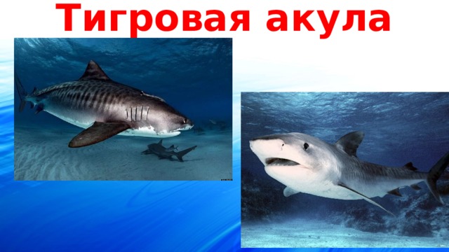 Тигровая акула 