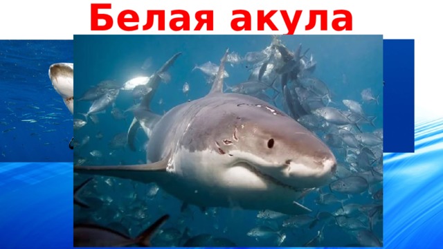 Белая акула 