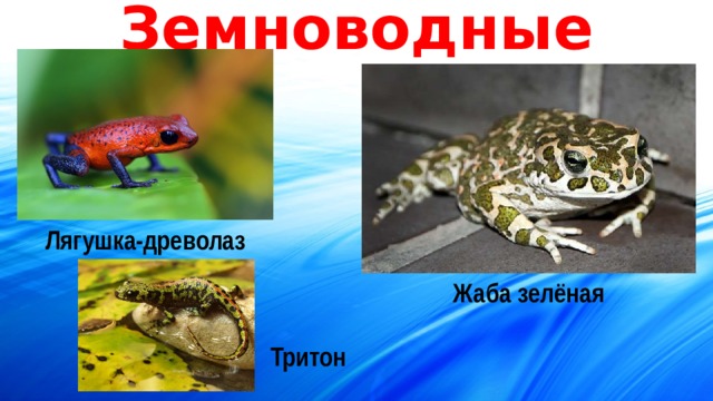 Земноводные Лягушка-древолаз Жаба зелёная Тритон 