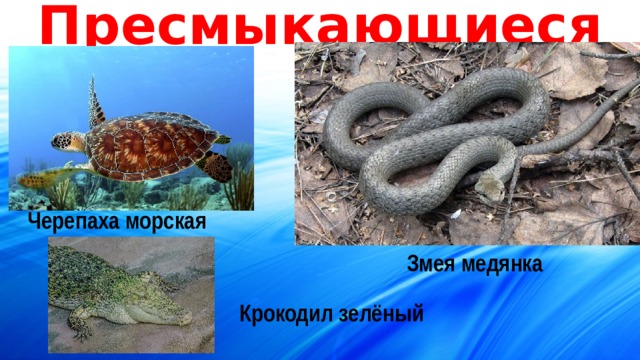 Пресмыкающиеся Черепаха морская Змея медянка Крокодил зелёный 