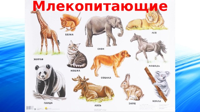 Млекопитающие 