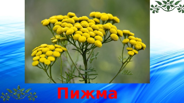 Пижма 