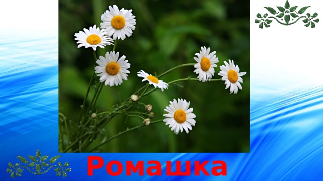 Ромашка 