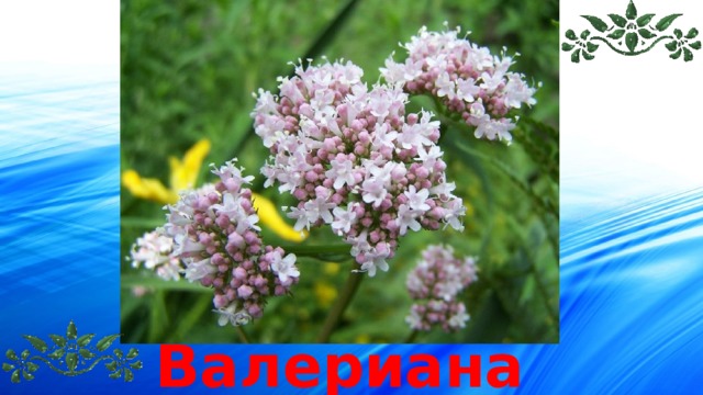 Валериана 