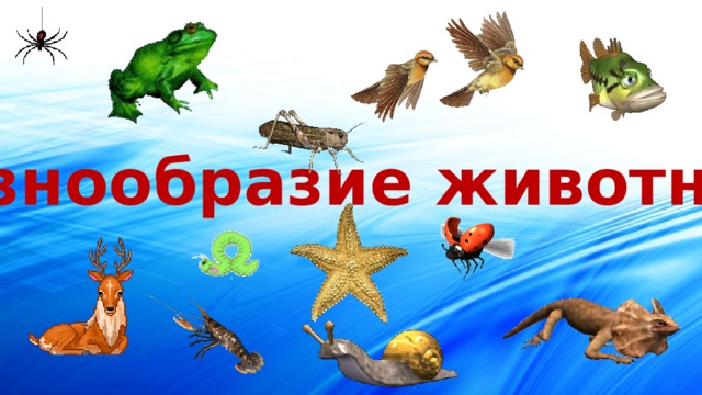 Разнообразие животных 