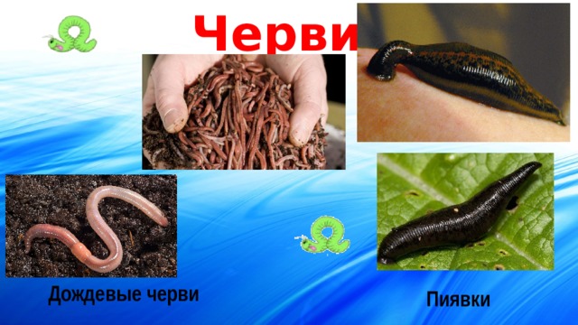Черви Дождевые черви Пиявки 
