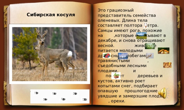 Это грациозный представитель семейства оленевых. Длина тела составляет полтора метра. Самцы имеют рога, похожие на ,которые сбрасывают в декабре, и снова отращивают весной. животное питается молодыми древесными побегами, травянистыми , съедобными лесными плодами, и . поедает деревьев и кустов, активно роет копытами снег, подбирает опавшую прошлогодние увядшие и замерзшие плоды, , орехи.       Сибирская косуля 