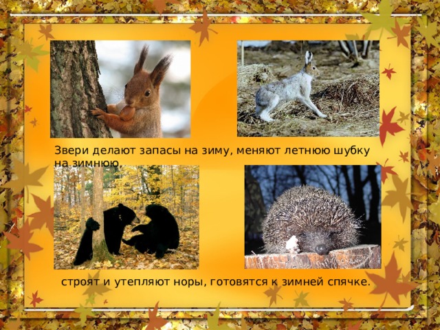 Звери делают запасы на зиму, меняют летнюю шубку на зимнюю, строят и утепляют норы, готовятся к зимней спячке. 