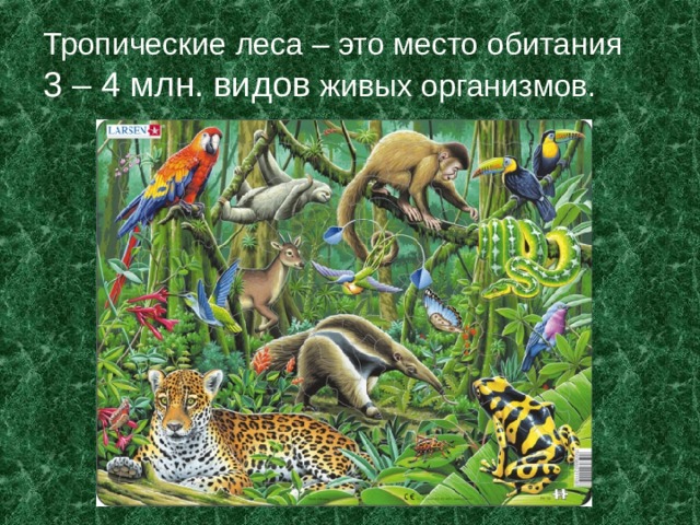Тропические леса – это место обитания 3 – 4 млн. видов живых организмов. 