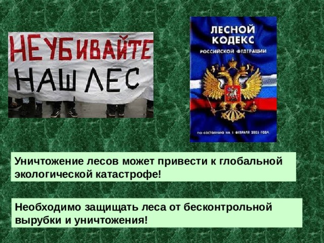 Уничтожение лесов может привести к глобальной экологической катастрофе! Необходимо защищать леса от бесконтрольной вырубки и уничтожения! 