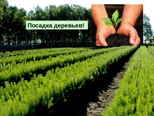 Посадка деревьев! 