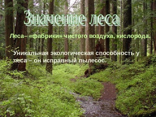 Леса– «фабрики» чистого воздуха, кислорода .  Уникальная экологическая способность у леса – он исправный пылесос.  