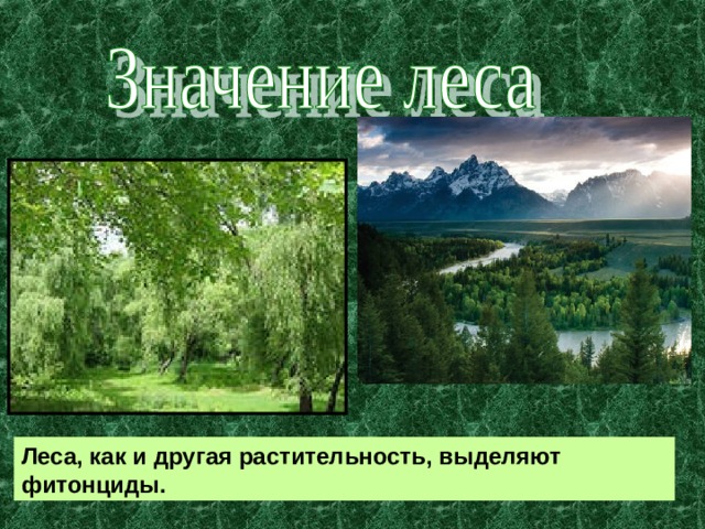 Леса, как и другая растительность, выделяют фитонциды. 