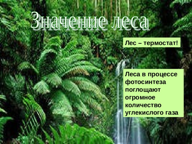 Лес – термостат! Леса в процессе фотосинтеза поглощают огромное количество углекислого газа 