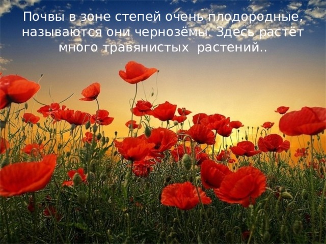 Почвы в зоне степей очень плодородные, называются они чернозёмы. Здесь растёт много травянистых растений.. 