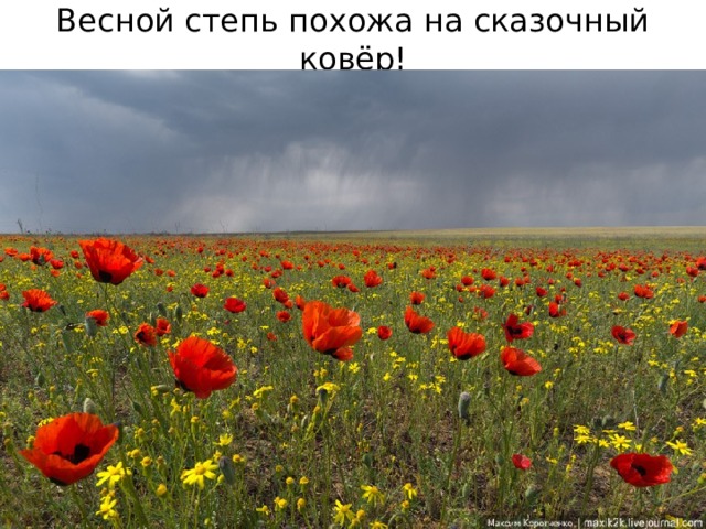 Весной степь похожа на сказочный ковёр! 