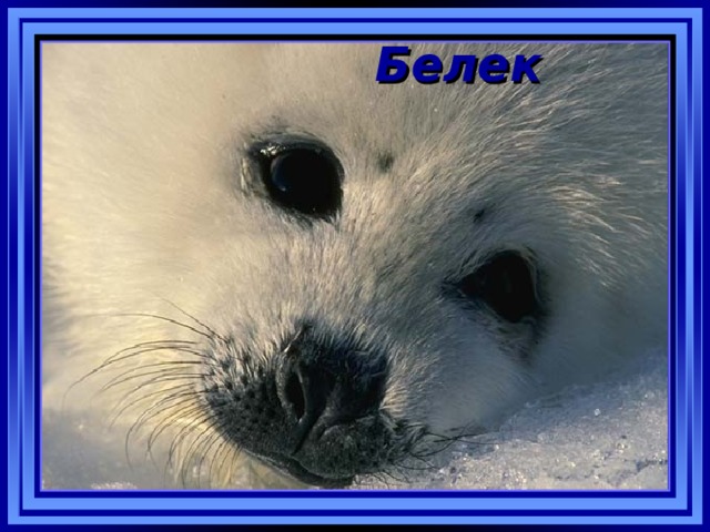 Белек  