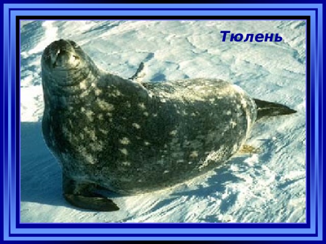Тюлень 