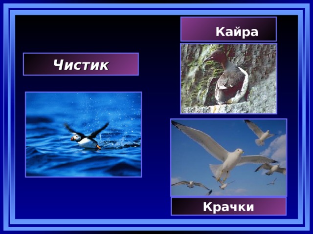  Кайра Чистик Крачки 