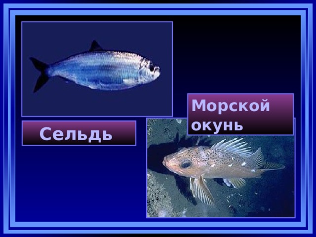 Морской окунь Сельдь  