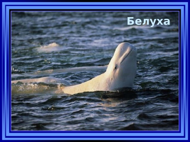 Белуха   