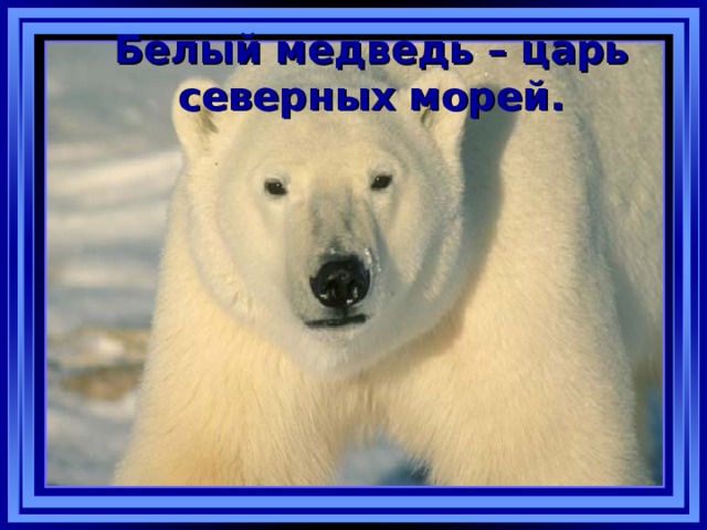 Белый медведь – царь северных морей. 