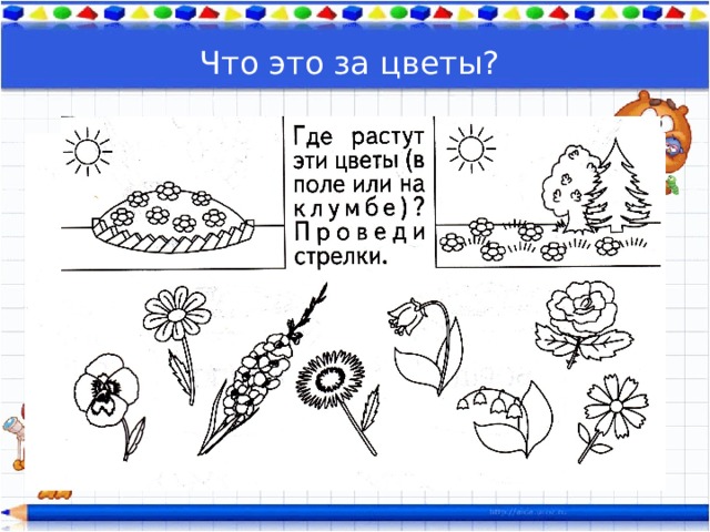 Что это за цветы? 