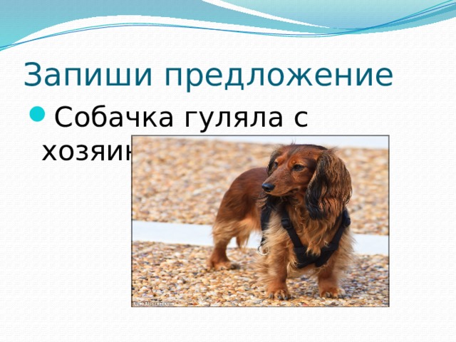 Запиши предложение Собачка гуляла с хозяином по парку.  