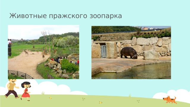 Животные пражского зоопарка