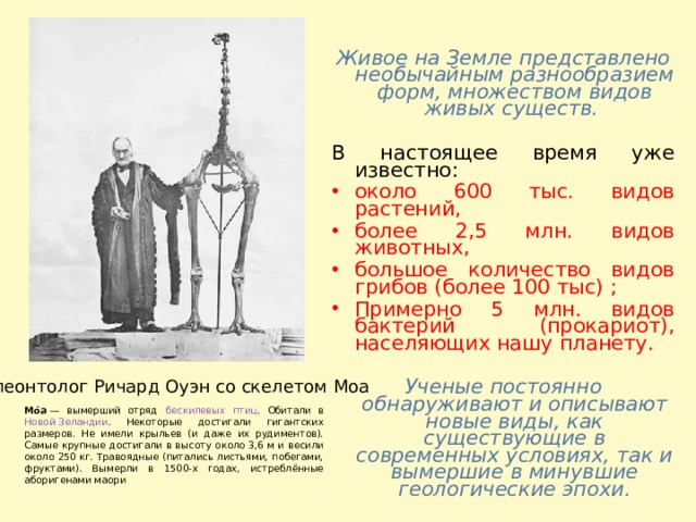 Живое на Земле представлено необычайным разнообразием форм, множеством видов живых существ.  В настоящее время уже известно: около 600 тыс. видов растений, более 2,5 млн. видов животных, большое количество видов грибов (более 100 тыс) ; Примерно 5 млн. видов бактерий (прокариот), населяющих нашу планету. Ученые постоянно обнаруживают и описывают новые виды, как существующие в современных условиях, так и вымершие в минувшие геологические эпохи. Палеонтолог Ричард Оуэн со скелетом Моа Мо́а  — вымерший отряд бескилевых  птиц . Обитали в Новой Зеландии . Некоторые достигали гигантских размеров. Не имели крыльев (и даже их рудиментов). Самые крупные достигали в высоту около 3,6 м и весили около 250 кг. Травоядные (питались листьями, побегами, фруктами). Вымерли в 1500-х годах, истреблённые аборигенами маори 