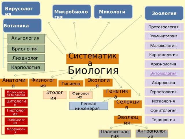 Вирусология Микробиология Микология Зоология Ботаника Альгология Бриология Лихенология Систематика Карпология Биология Физиология Анатомия Экология Гигиена Генетика Молекулярная биология Фенология Этология Цитология Селекция Генная инженерия Гистология Эволюция Эмбриология Морфология Палеонтология Антропология 