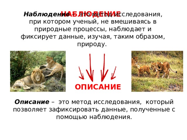 НАБЛЮДЕНИЕ Наблюдение – это метод исследования, при котором ученый, не вмешиваясь в природные процессы, наблюдает и фиксирует данные, изучая, таким образом, природу.    ОПИСАНИЕ Описание – это метод исследования, который позволяет зафиксировать данные, полученные с помощью наблюдения.    