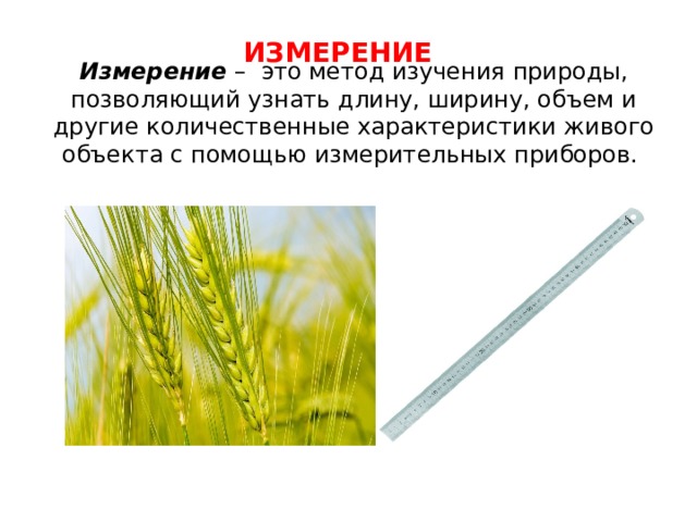 ИЗМЕРЕНИЕ и змерение – это метод изучения природы, позволяющий узнать длину, ширину, объем и другие количественные характеристики живого объекта с помощью измерительных приборов.    