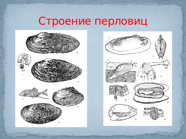 Строение перловиц 