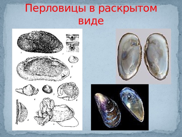Перловицы в раскрытом виде 