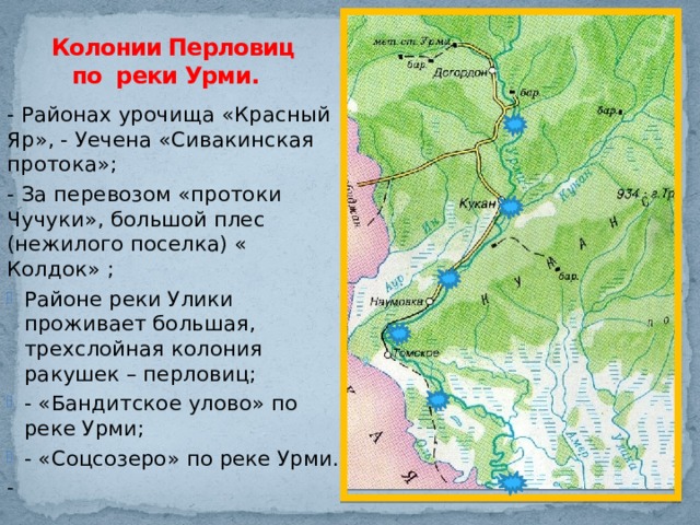 Колонии Перловиц по реки Урми. - Районах урочища «Красный Яр», - Уечена «Сивакинская протока»; - За перевозом «протоки Чучуки», большой плес (нежилого поселка) « Колдок» ; Районе реки Улики проживает большая, трехслойная колония ракушек – перловиц; - «Бандитское улово» по реке Урми; - «Соцсозеро» по реке Урми. - 