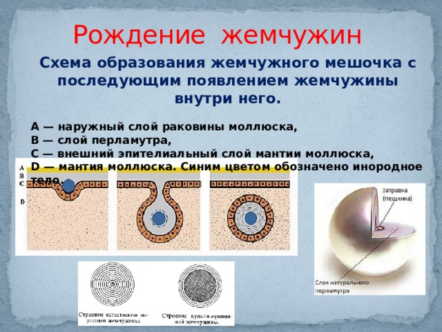 Рождение жемчужин Схема образования жемчужного мешочка с последующим появлением жемчужины внутри него. А — наружный слой раковины моллюска, В — слой перламутра, С — внешний эпителиальный слой мантии моллюска, D — мантия моллюска. Синим цветом обозначено инородное тело. 