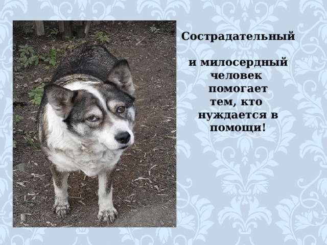 Сострадательный  и милосердный человек  помогает  тем, кто  нуждается в помощи! 