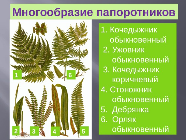 Многообразие папоротников 1. Кочедыжник  обыкновенный  2. Ужовник  обыкновенный  3. Кочедыжник  коричневый 4. Стоножник  обыкновенный 5. Дебрянка 6. Орляк  обыкновенный 1 6 2 3 5 4