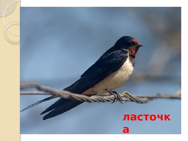 ласточка 