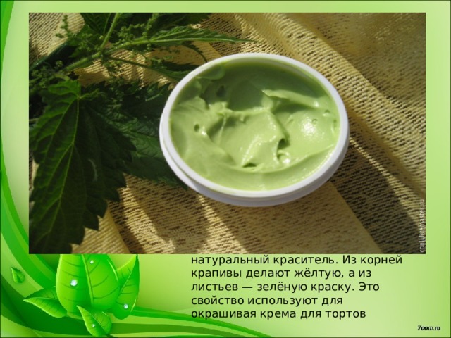 Так же крапиву используют как натуральный краситель. Из корней крапивы делают жёлтую, а из листьев — зелёную краску. Это свойство используют для окрашивая крема для тортов 