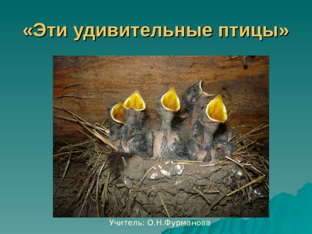 «Эти удивительные птицы» Учитель: О.Н.Фурманова 