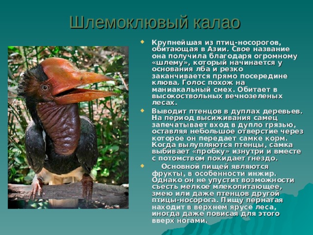 Шлемоклювый калао  Крупнейшая из птиц-носорогов, обитающая в Азии. Свое название она получила благодаря огромному «шлему», который начинается у основания лба и резко заканчивается прямо посередине клюва. Голос похож на маниакальный смех. Обитает в высокоствольных вечнозеленых лесах. Выводит птенцов в дуплах деревьев. На период высиживания самец запечатывает вход в дупло грязью, оставляя небольшое отверстие через которое он передает самке корм. Когда вылупляются птенцы, самка выбивает «пробку» изнутри и вместе с потомством покидает гнездо.  Основной пищей являются фрукты, в особенности инжир. Однако он не упустит возможности съесть мелкое млекопитающее, змею или даже птенцов другой птицы-носорога. Пищу пернатая находит в верхнем ярусе леса, иногда даже повисая для этого вверх ногами. 